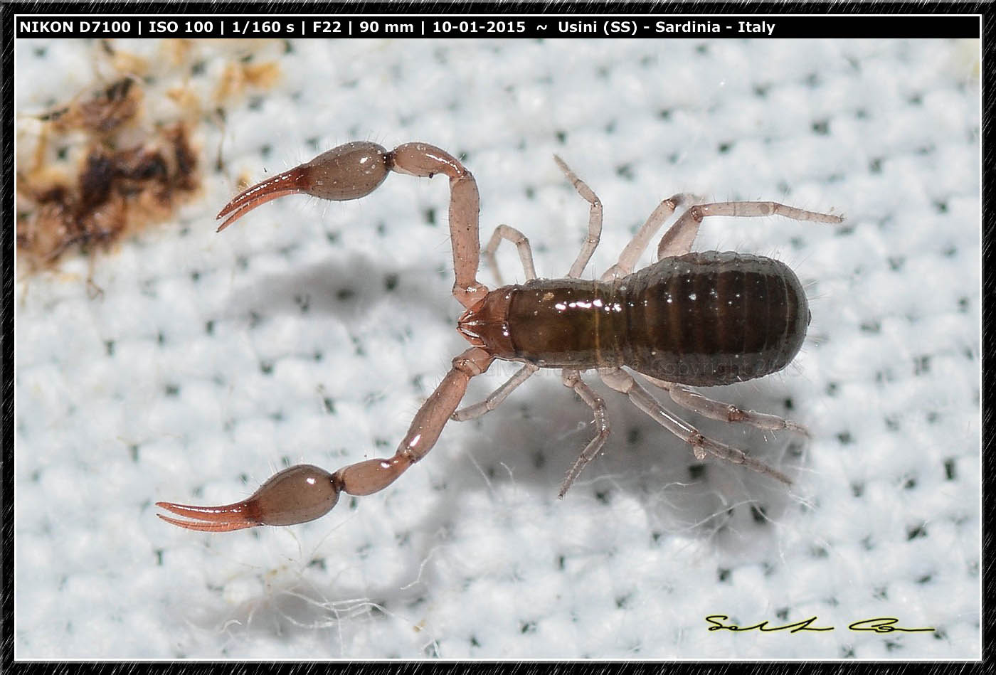 Chthoniidae? No. Neobisiidae: Neobisium sp.